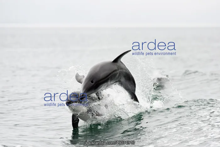 : Pacific White-sided dolphin : Pacific White-sided dolphin