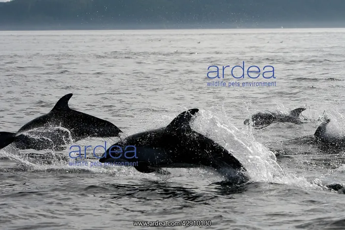 : Pacific White-sided Dolphin - group leaping : Pacific White-sided Dolphin - group leaping