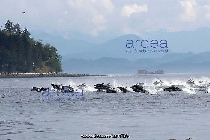 : Pacific White-sided Dolphin - group porpoising : Pacific White-sided Dolphin - group porpoising