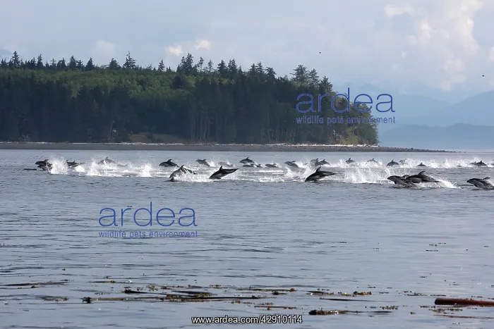 : Pacific White-sided Dolphin - group porpoising : Pacific White-sided Dolphin - group porpoising