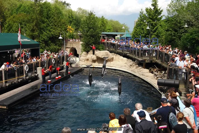 : Pacific White sided Dolphin - three performing : Pacific White sided Dolphin - three performing