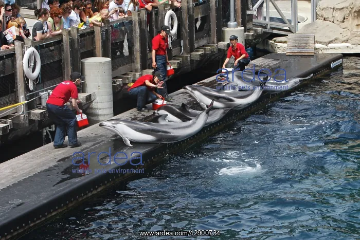 : Pacific White sided Dolphin - four performing in : Pacific White sided Dolphin - four performing in