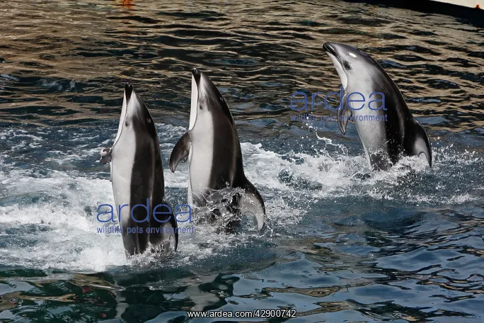 : Pacific White sided Dolphin - performing : Pacific White sided Dolphin - performing