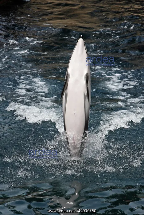 : Pacific White-sided Dolphin - performing : Pacific White-sided Dolphin - performing