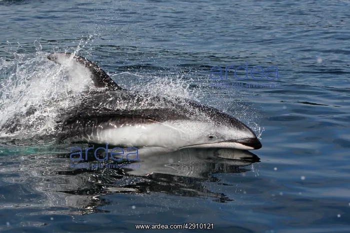 : Pacific White-sided Dolphin - swimming : Pacific White-sided Dolphin - swimming