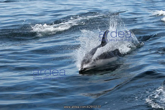 : Pacific White-sided Dolphin - swimming : Pacific White-sided Dolphin - swimming