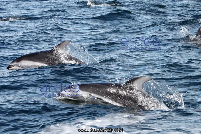 : Pacific White-sided Dolphin - swimming : Pacific White-sided Dolphin - swimming