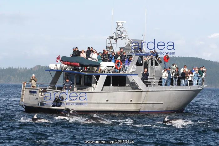 : Pacific White-sided Dolphin - swimming alongside : Pacific White-sided Dolphin - swimming alongside