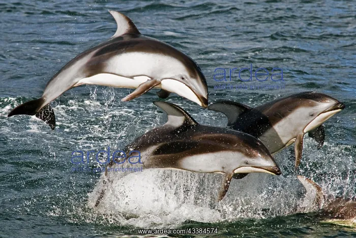 : Pacific White-sided Dolphins (Lagenorhynchus obliquidens) : Pacific White-sided Dolphins (Lagenorhynchus obliquidens)