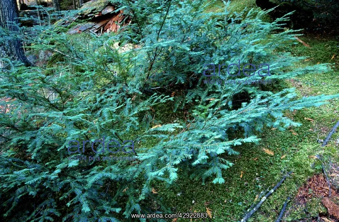  : PACIFIC YEW