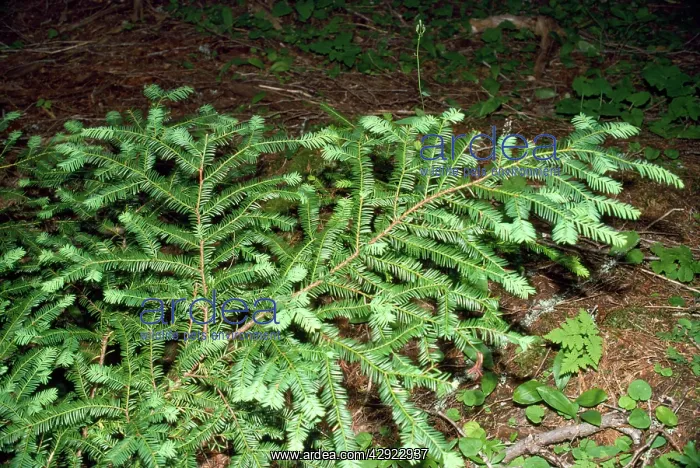 : Pacific Yew Tree : Pacific Yew Tree