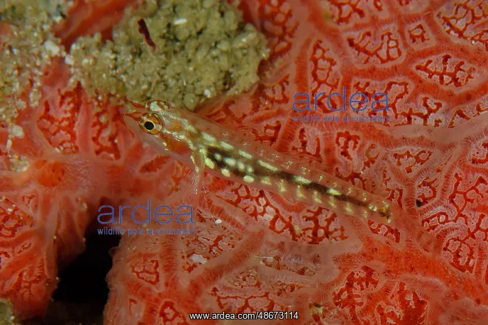 : Pacific Zebra Dwarfgoby - Neptune's Fan dive site, Wayil : Pacific Zebra Dwarfgoby - Neptune's Fan dive site, Wayil