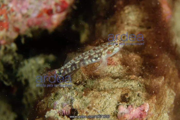 : Pacific Zebra Dwarfgoby - recently described (2021) - Dili : Pacific Zebra Dwarfgoby - recently described (2021) - Dili