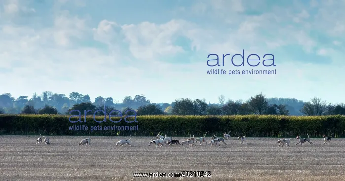 : Pack of Foxhounds hunting the fox in autumn - GB : Pack of Foxhounds hunting the fox in autumn - GB