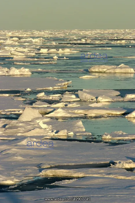 : Pack Ice. Nord Svalbard. Spitzberg : Pack Ice. Nord Svalbard. Spitzberg
