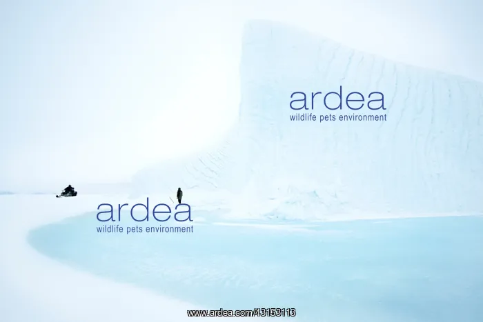  : pack ice