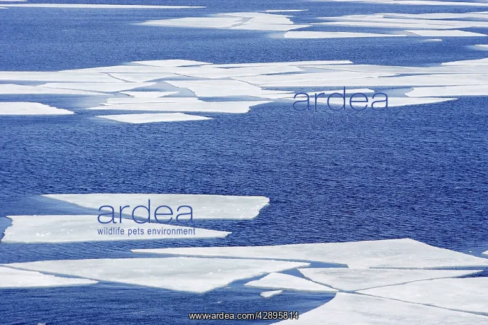  : Pack Ice in Antarctica