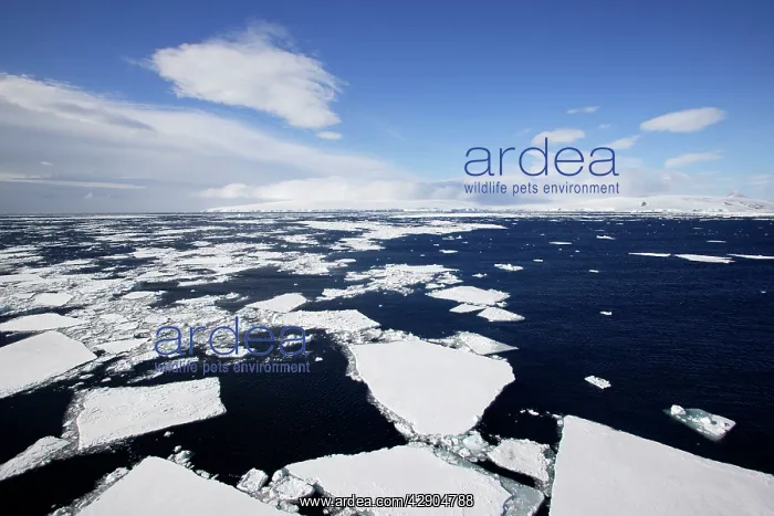 : Pack Ice in Antarctica : Pack Ice in Antarctica