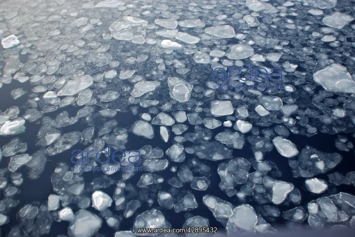  : Pack Ice in Antarctica - Pancake Ice