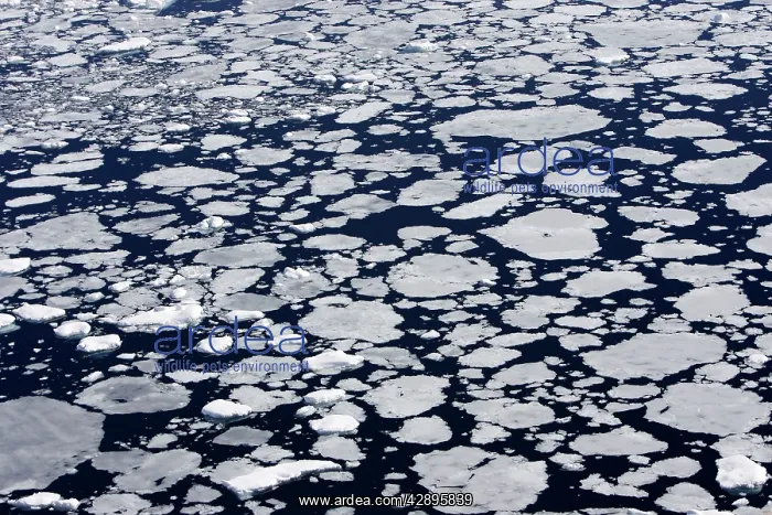  : Pack Ice in Antarctica - Pancake ice