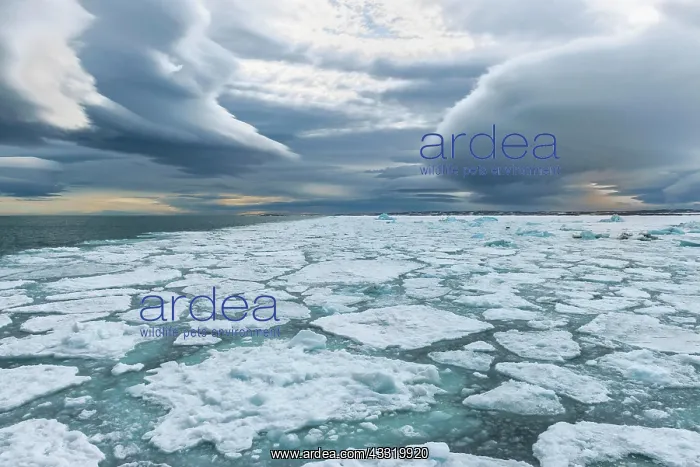 : Pack ice, Bjornsundet, Spitsbergen Island, Svalbard : Pack ice, Bjornsundet, Spitsbergen Island, Svalbard