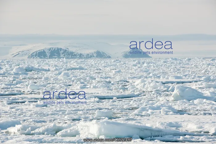 : Pack-ice floating : Pack-ice floating