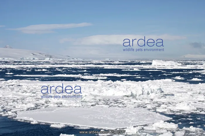 : Pack ice - In Gerlache Strait : Pack ice - In Gerlache Strait