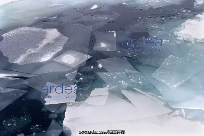 : Pack Ice - ice breaking / melting : Pack Ice - ice breaking / melting