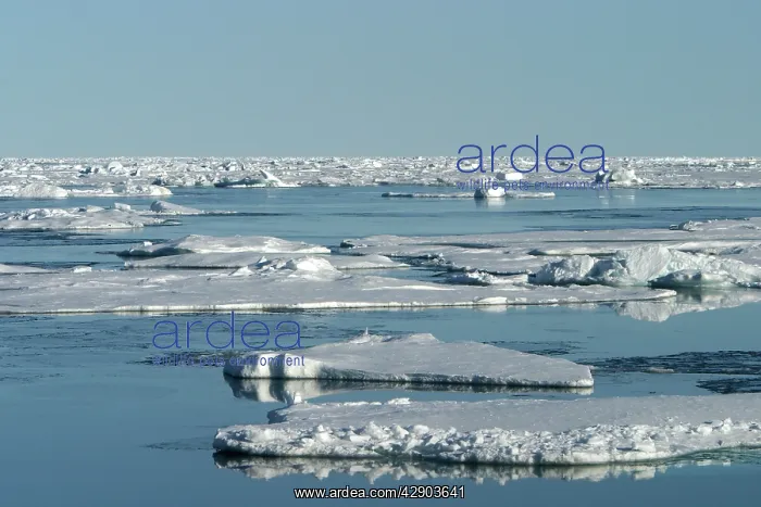 : Pack Ice - ice floes : Pack Ice - ice floes