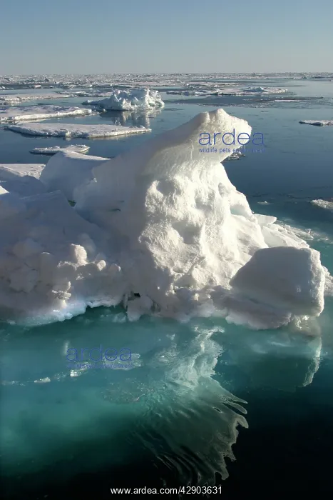 : Pack Ice, icebergs and floes : Pack Ice, icebergs and floes
