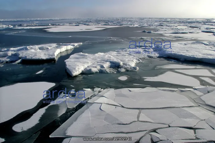 : Pack Ice - melting floes and breaking ice : Pack Ice - melting floes and breaking ice