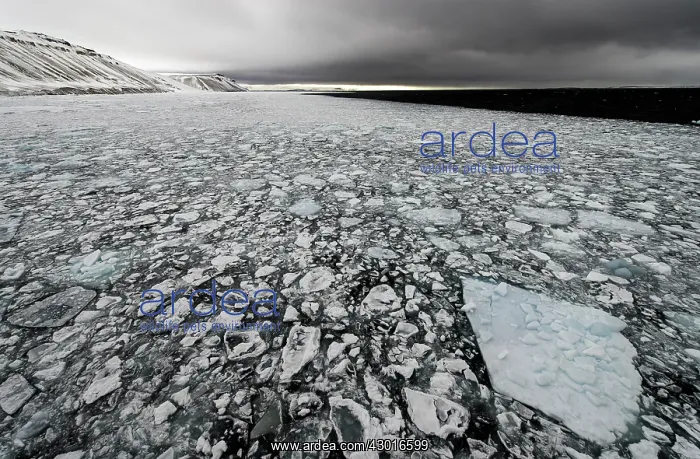 : Pack Ice with mountains in the background : Pack Ice with mountains in the background