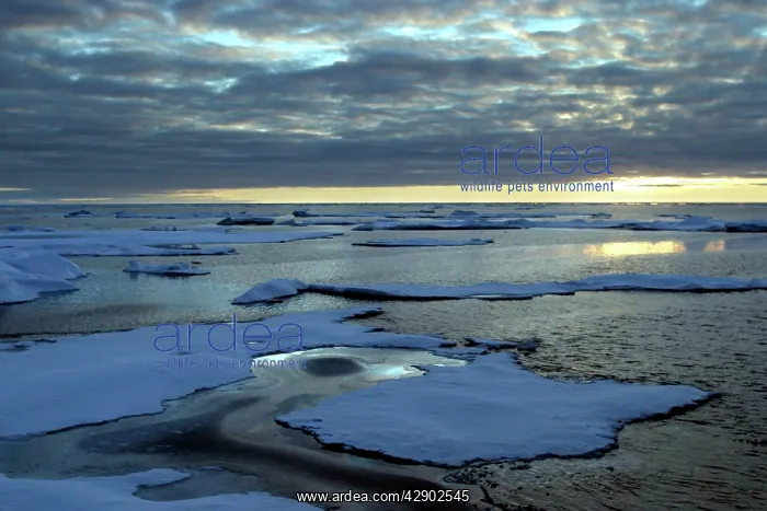 : Pack ice - North Spitzbergen, Svalbard : Pack ice - North Spitzbergen, Svalbard