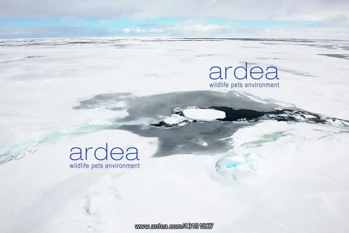 : Pack-ice at the Ross Sea : Pack-ice at the Ross Sea
