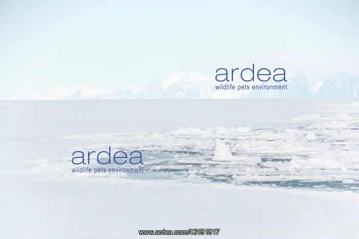 : Pack ice with snow covered mountains at Baffin Bay : Pack ice with snow covered mountains at Baffin Bay