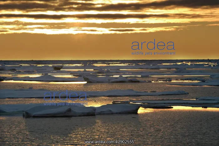 : Pack ice - Spitzbergen, Svalbard : Pack ice - Spitzbergen, Svalbard