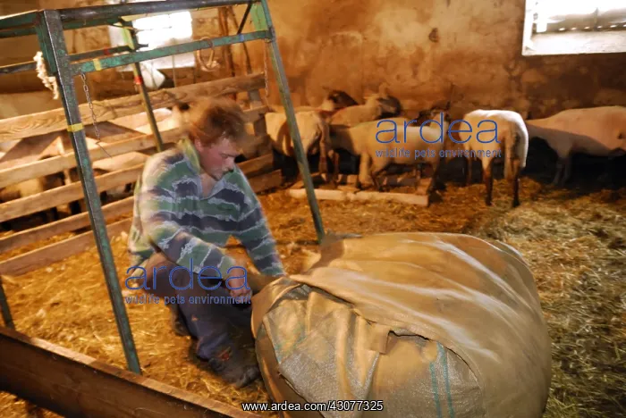 : Packing wool in a large bag Auvergne France : Packing wool in a large bag Auvergne France