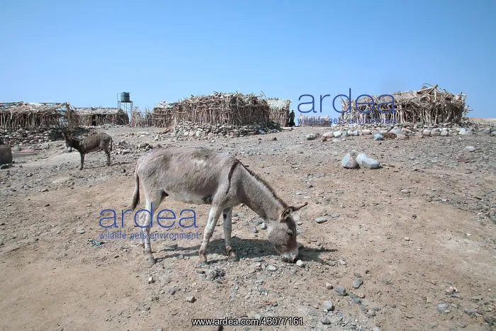 : Packsaddle Ass volcanic region of Ethiopia Dallol : Packsaddle Ass volcanic region of Ethiopia Dallol