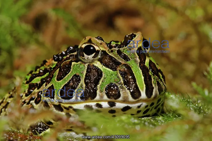 : Pacman Frog : Pacman Frog