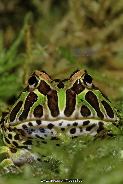 : Pacman Frog : Pacman Frog