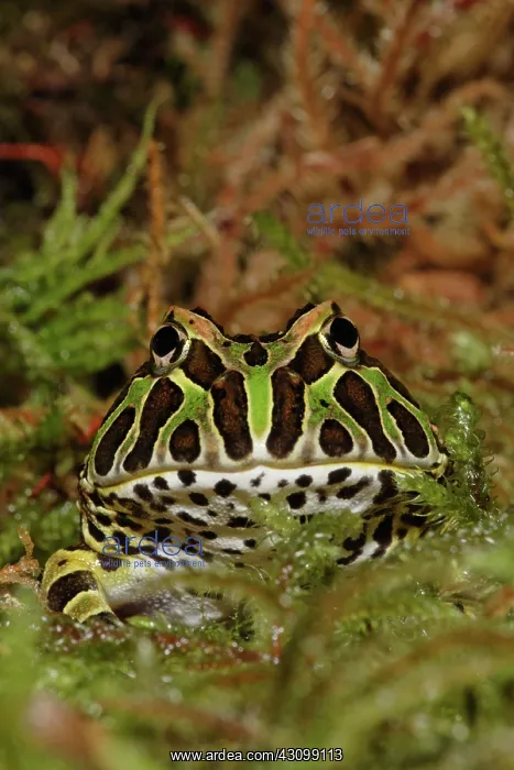 : Pacman Frog : Pacman Frog