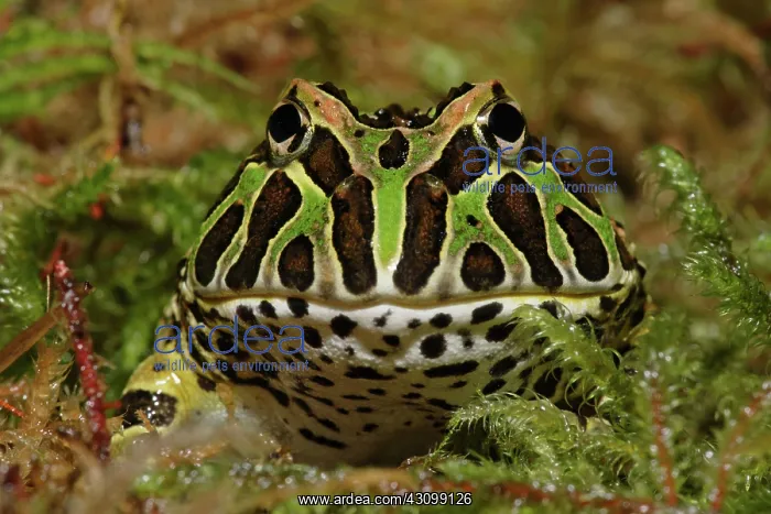 : Pacman Frog : Pacman Frog