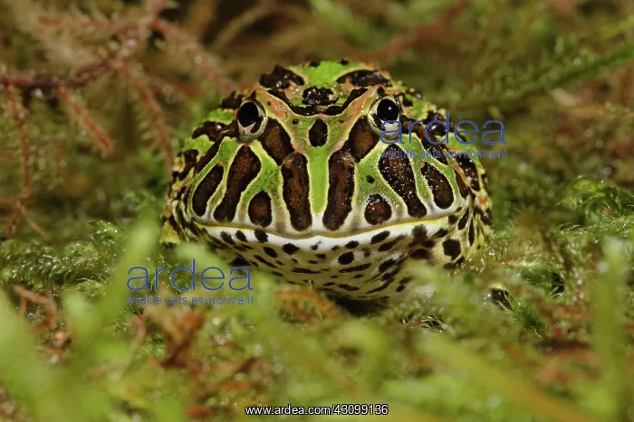 : Pacman Frog : Pacman Frog