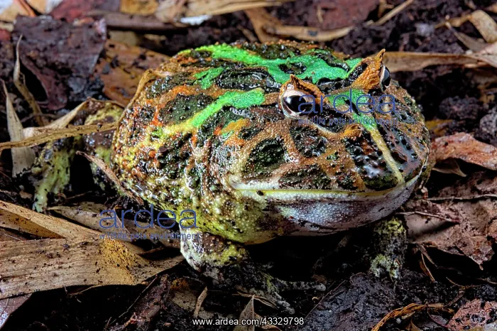 : Pacman frog or Chacoan horned frog (Ceratophrys : Pacman frog or Chacoan horned frog (Ceratophrys