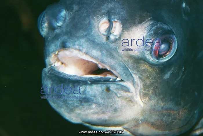 : Pacu Fish (Colossoma nigripinnis)