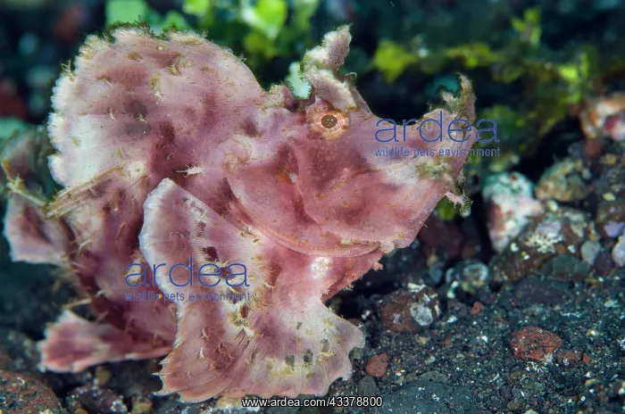 : Paddle-flap Rhinopias Scorpionfish : Paddle-flap Rhinopias Scorpionfish