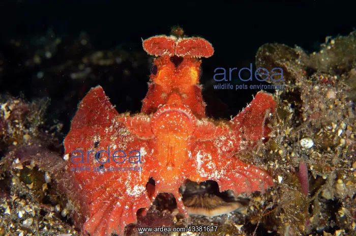 : Paddle-flap Rhinopias Scorpionfish - Sidem dive : Paddle-flap Rhinopias Scorpionfish - Sidem dive