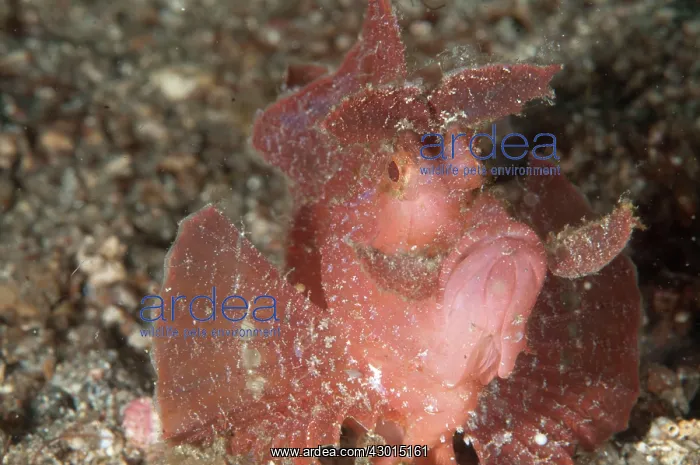 : Paddle-flap Scorpionfish : Paddle-flap Scorpionfish