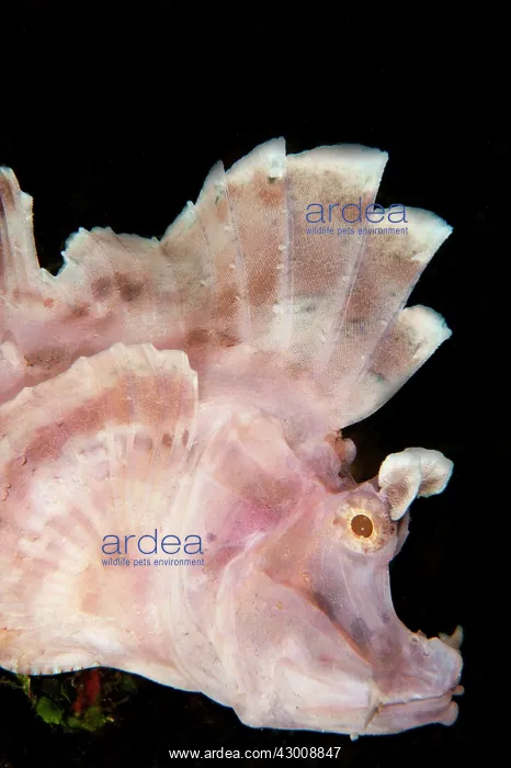 : Paddle-flap Scorpionfish Nudi Falls dive site, Lembeh : Paddle-flap Scorpionfish Nudi Falls dive site, Lembeh