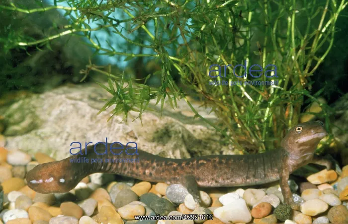 : PADDLE-TAILED NEWT : PADDLE-TAILED NEWT